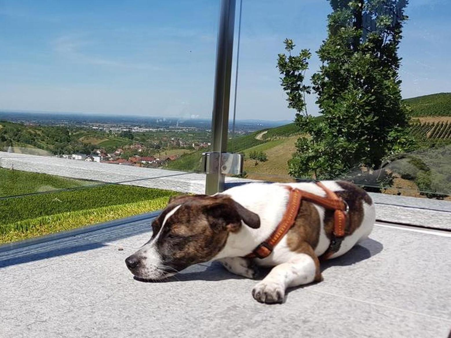 Ferienhaus Mit Panoramablick Bühlertal Eksteriør bilde